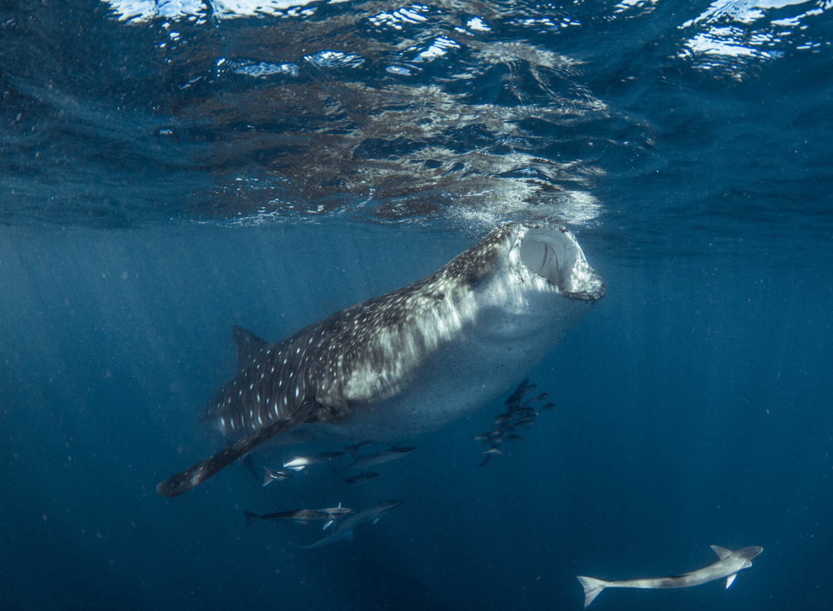 Pourquoi Sanalio n'utilise pas d'huile de krill (et c'est une bonne nouvelle) - Sanalio.bio
