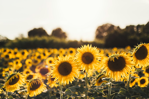 Tournesol