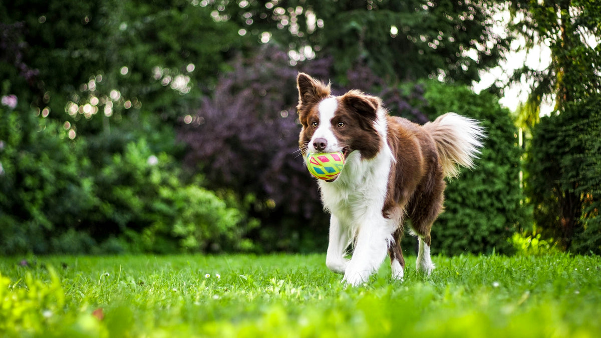 Un chien en promenade, une balle dans la gueule